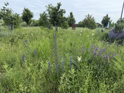Die zu naturnahen Lebensräumen umgestalteten Rasenflächen am AGAPLESI-ON EV. KLINIKUM SCHAUMBURG haben den 1. Patz beim „AGAgoesGreen-Award“ gewonnen.