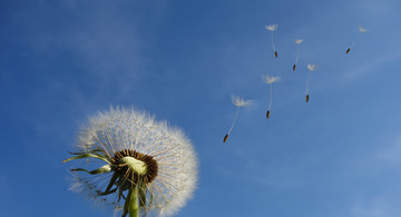 Pusteblume Foto von Pixabay von Pexels