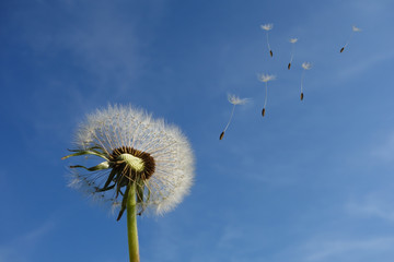 Pusteblume Foto von Pixabay von Pexels