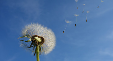 Pusteblume Foto von Pixabay von Pexels