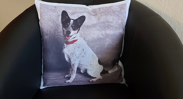 Hund auf Kissen