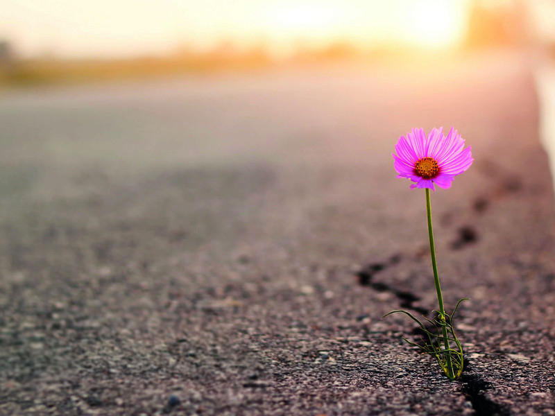 AdobeStock_323830127_Gaensebluemchen_Asphalt.jpeg