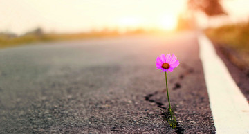 AdobeStock_323830127_Gaensebluemchen_Asphalt.jpeg