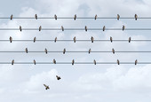 Vögel sitzen auf einer Leitung mit größem Abstand