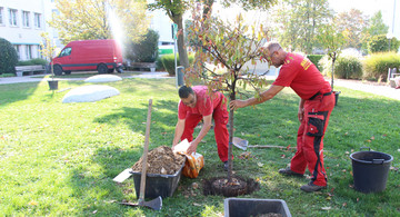 Die Gartenexperten, die in unserem Auftrag die Obstbäume zugunsten des Klimaschutzes pflanzen, sind Mitarbeitende der Frankfurter Firma Harisch.